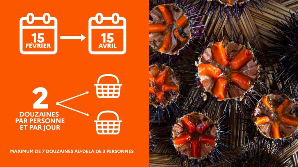 Règlementation pêche aux oursins